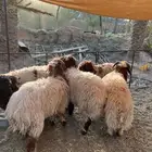 طليان نعيم ذبايح