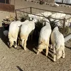 للبيع خرفان ورخال