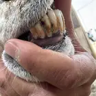 نعجه والد طيبه