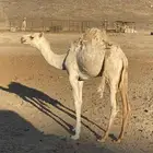 حاشي