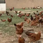 دجاج فرنسي