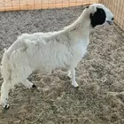 رخل ذبيحه طيبه