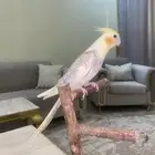كروان اليف و هدد