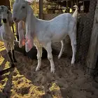 جفار مطورات