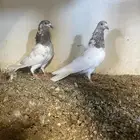 انثاتين لاكا شرط مطير ابطال عيالها مطيره شرط