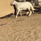 رخل برصاء صنف