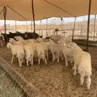 حري ذبايح مناسبات ذبايح زواج طليان يوجد صلخ وتوصيل