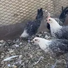 تم البيع الله يباركلك لرعيه