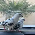 قطايف للبيع