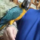 ببغاء مكاو بلو اند قولد طير