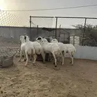 رخال رفيديات للبيع