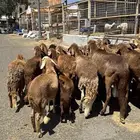 غنم سواكن حمري 30 رأس وتحتها 6