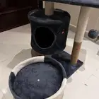 خداشه قطط