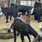 تيوس وطليان ذبايح