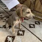 سلقي أصيال