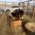 طليان بريه