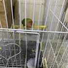 طيور روز مادري انثى ولا اذكر