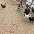 للبيع دجاج براهما كولمبي اصلي احجام فاخره وهجين براهما