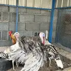 دجاج رومي