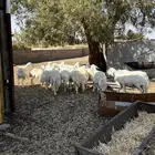 حلال حري للبيع