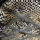 للبيع قطا نجدي