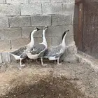 للبيع طقم وز عراقي