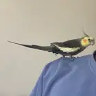 كروان كوكتيل ذكر اليف