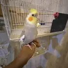 جوز كروان