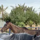 فرس انقليزية