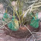 برحية للبيع