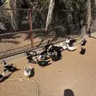 بط بح