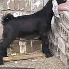 تيس عارضي للبيع