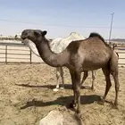 بكار