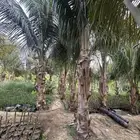 نخيل جوز الهند