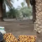 السلام عليكم متوفر عندنا تمر سكري رطب   مذانيب