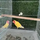 طير انثى روز
