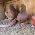 حمام