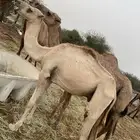 قعودين للبيع
