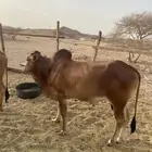 حسيل للبيع