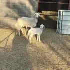 شاه حريه والد