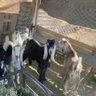 تيس عارضي