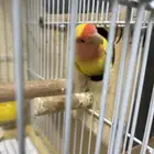 روز هولندي زوجين اليف