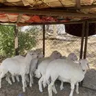 للبيع غنم طليان