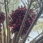 ثمرة محصول نخيل خضري