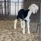 خروف نجدي صنف