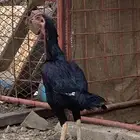 دجاج باكستاني