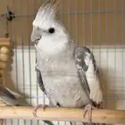 كروان(كوكاتيل)cockaiteil للبيع