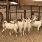 جفار بيشيات مرخ تاسيس مراح