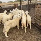 طليان حرية ذبح