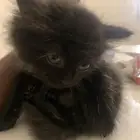 قط ل التبني